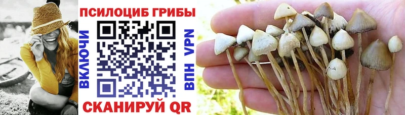 Псилоцибиновые грибы Cubensis где можно купить наркотик Динская